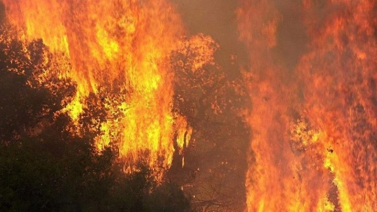 Από το κάψιμο κλαδιών ελιάς ξεκίνησε η πυρκαγιά στην Ηλεία: «Ξύπνησαν εφιάλτες του 2007»